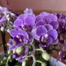 Violet Queen - Exclusivo (Мультифлора) (2 цветоноса; Ø 12 см)