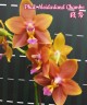 Phal. Meidarland Chambe 2.5"