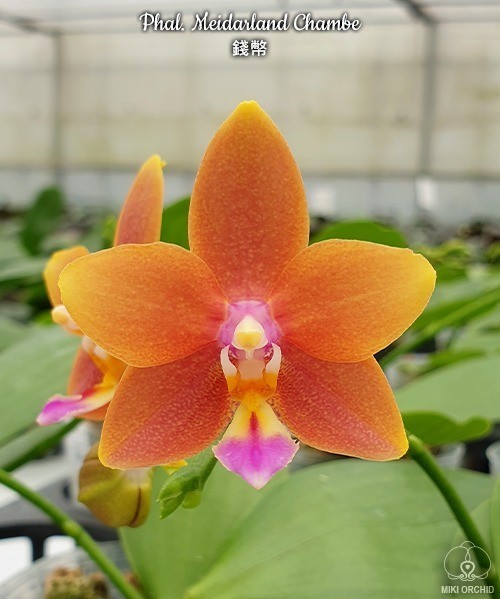 Phal. Meidarland Chambe 2.5"