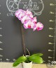 Phal. Champion Lightning 'Neon' 2.5"