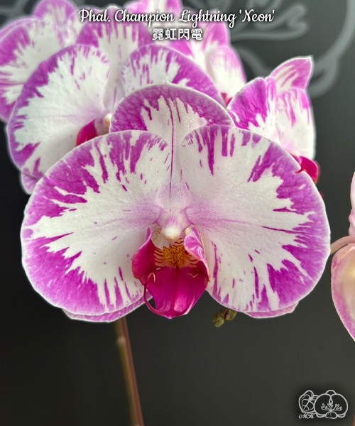 Phal. Champion Lightning 'Neon' 2.5"