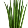 Sansevieria bacularis 'Mikado'