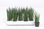 Sansevieria bacularis 'Mikado'
