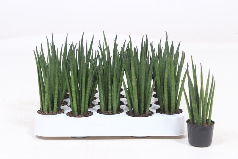Sansevieria bacularis 'Mikado'