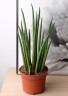 Sansevieria bacularis 'Mikado'