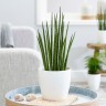 Sansevieria bacularis 'Mikado'