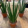 Sansevieria bacularis 'Mikado'