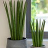 Sansevieria bacularis 'Mikado'