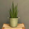 Sansevieria bacularis 'Mikado'