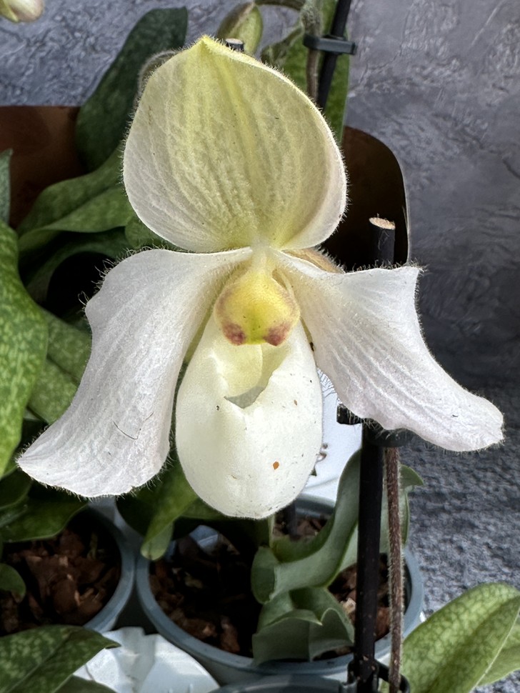 Пафиопедилум Ø 9 см