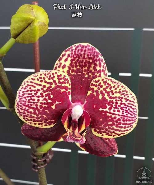 Phal. I-Hsin Litch 2.5''