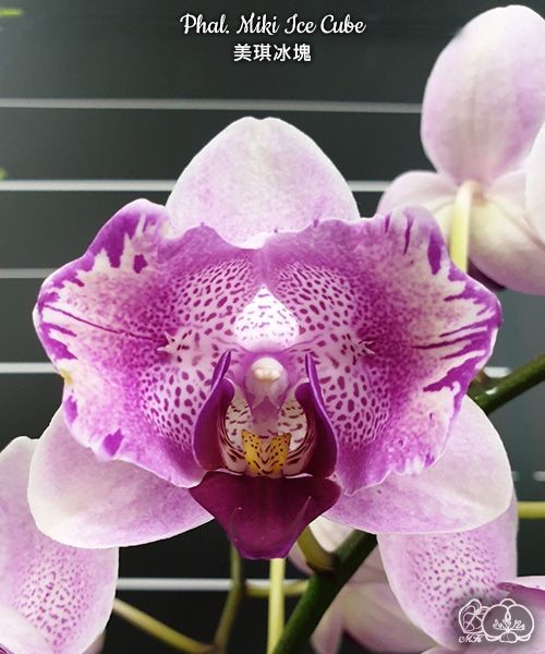 Phal. Miki Ice Cube 2.5"