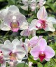 Phal. Miki Ice Cube 2.5"