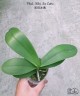 Phal. Miki Ice Cube 2.5"