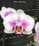 Phal. Lioulin Lily 2.5"