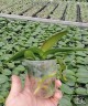 Phal. Lioulin Lily 2.5"