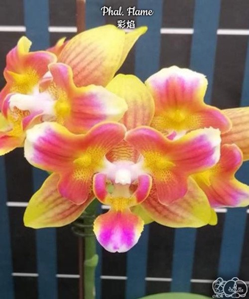 Phal. Flame 2.8''