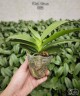 Phal. Flame 2.8''