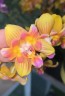 Phal. Flame 2.8''