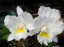 Rth. Shinfong White Charm 'White Rose' 2.5'' УЦЕНКА