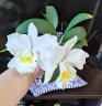 Rth. Shinfong White Charm 'White Rose' 2.5'' УЦЕНКА