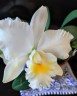 Rth. Shinfong White Charm 'White Rose' 2.5'' УЦЕНКА