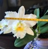 Rth. Shinfong White Charm 'White Rose' 2.5'' УЦЕНКА