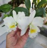 Rth. Shinfong White Charm 'White Rose' 2.5'' УЦЕНКА