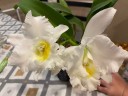 Rth. Shinfong White Charm 'White Rose' 2.5'' УЦЕНКА