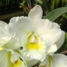 Rth. Shinfong White Charm 'White Rose' 2.5'' УЦЕНКА