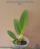 Rth. Shinfong White Charm 'White Rose' 2.5'' УЦЕНКА