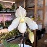  Пафиопедилум 'Deepele' white