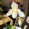  Пафиопедилум 'Deepele' white