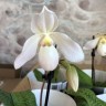 Пафиопедилум 'Deepele' white