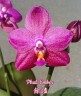 Phal. Ember 2.5''
