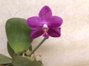 Phal. Ember 2.5''