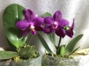 Phal. Ember 2.5''