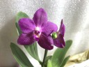 Phal. Ember 2.5''
