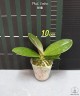 Phal. Ember 2.5''