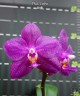 Phal. Ember 2.5''