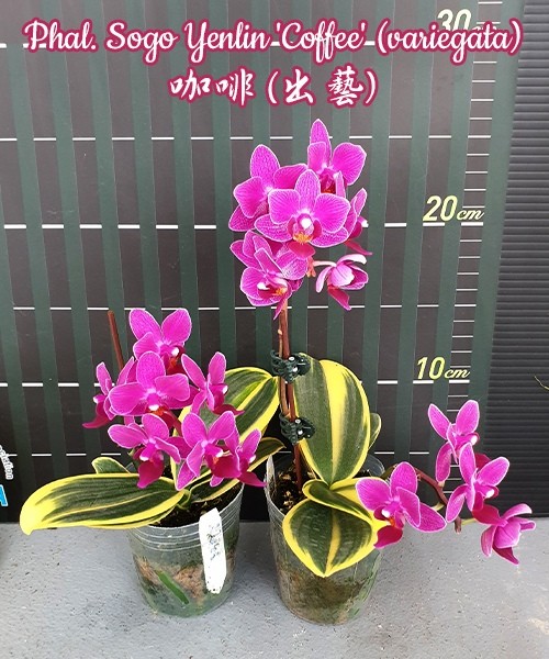 Phal. Sogo Yenlin 'Coffee' (variegata) 2.5"