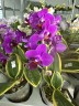 Phal. Sogo Yenlin 'Coffee' (variegata) 2.5"