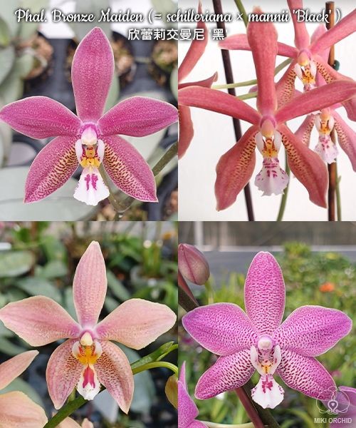 Phal. Bronze Maiden (= schilleriana × mannii 'Black' ) 2.5''