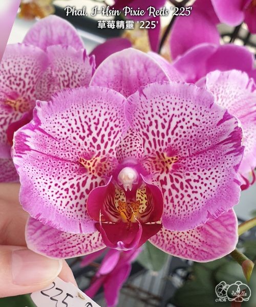 Phal. I-Hsin Pixie Reds '225' 2.5''