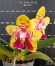 Phal. Orchid World 2.5''