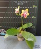 Phal. Orchid World 2.5''