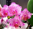 Phal. I-Hsin Pixie Reds '225' 2.5'' УЦЕНКА (нет нижн. листика)