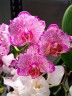 Phal. I-Hsin Pixie Reds '225' 2.5'' УЦЕНКА (нет нижн. листика)