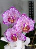 Phal. I-Hsin Pixie Reds '225' 2.5'' УЦЕНКА (нет нижн. листика)