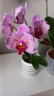 Phal. I-Hsin Pixie Reds '225' 2.5'' УЦЕНКА (нет нижн. листика)